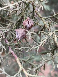 Hesperocyparis lusitanica image
